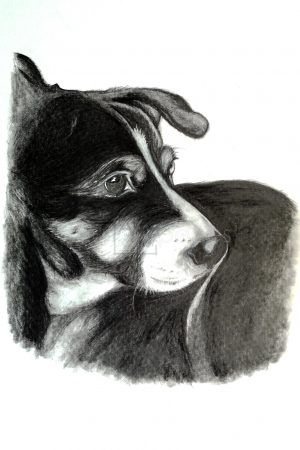 dog commission sketch drawing